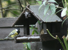 Meise-am-Vogelhaus-1.jpg